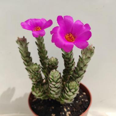 Portulaca werdermannii